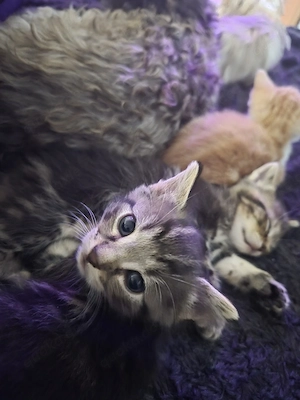 Bkh maine coon mix Junge