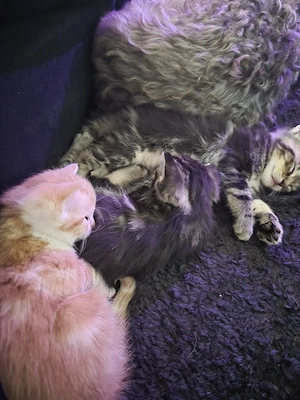 Rotes Bkh Maine coon Mix Mädchen