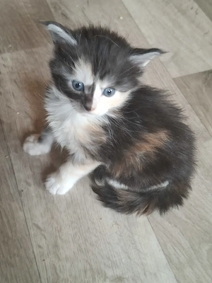 Zuckersüße Maine Coon Kitten 