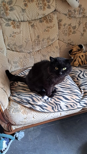 Ausgesetzter Kater sucht zu Hause