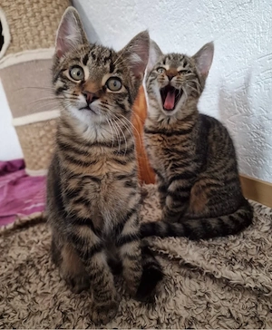Maine coon mix Baby kitten 