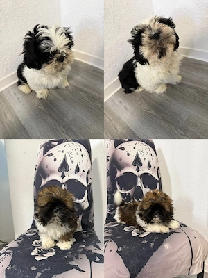 Welpen Reinrassige shih tzu 