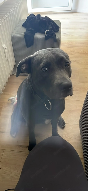 Labrador mix zu verkaufen 300vb