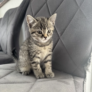 Letzten 2 BKH kitten suchen ab sofort ein neues Zuhause 