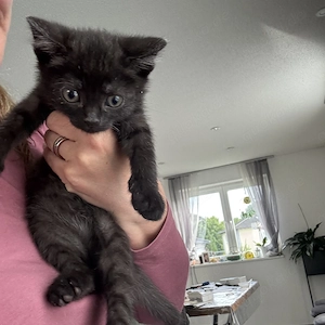 Letztes BKH Mädchen sucht ab sofort ein neues Zuhause 