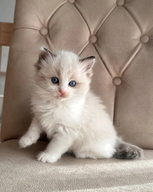    Süßes und liebevolles Ragdoll-Kätzchen sucht ein liebevolles Zuhause     