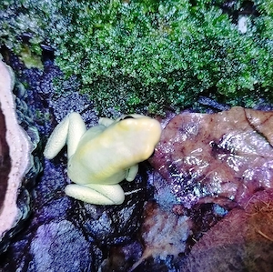 Schrecklicher Pfeilgiftfrosch, terribilis 