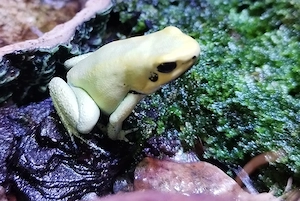 Phyllobates terribilis 
