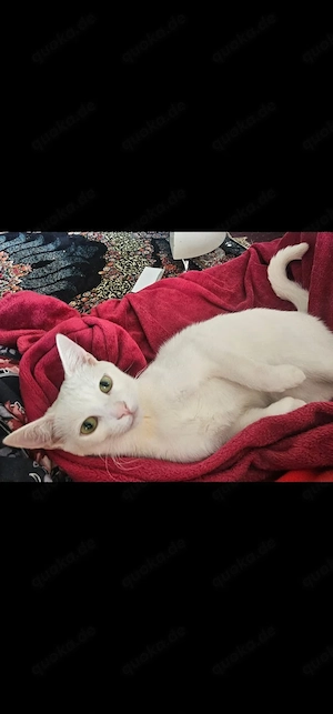 Katze zu verkaufen