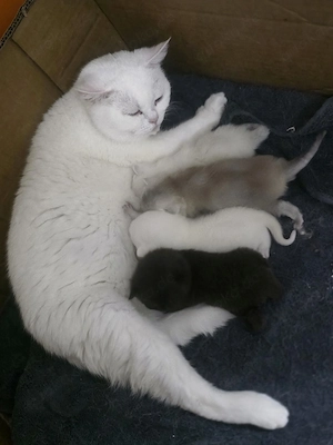 BKH Kitten
