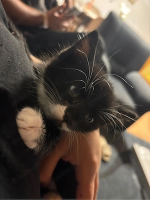 Süße katze sucht neues zuhause Name-Coco