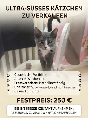  süsses kätzchen zu verkaufen 