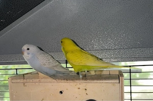 3 gesunde bunte Wellensittiche abgeben