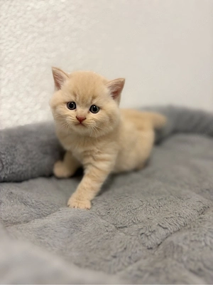 BKH Kitten , Katzenbabys zu verkaufen 