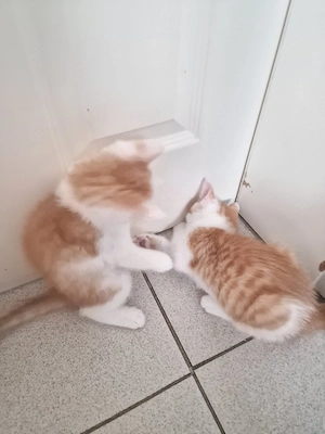 Katzen Babys 