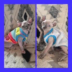 Sphynx Kitten, Abgabebereit 