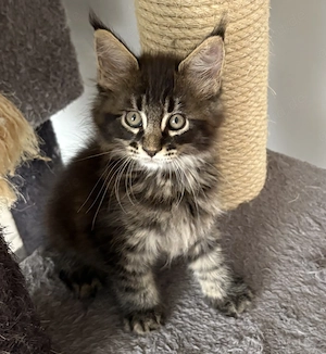 Maine Coon Katzen 