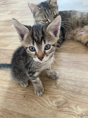 Katzen Babys 
