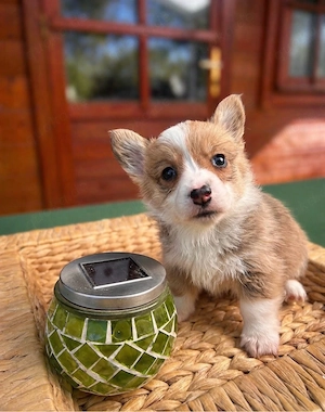 Welsh Corgi Pembroke suchen ein Zuhause