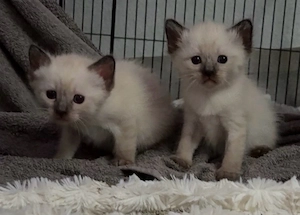 Siam Kitten   Babys, männlich, weiblich