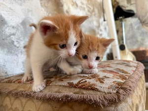 Hauskatze Welpen 