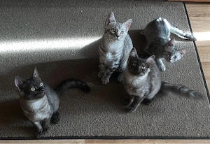 BKH Kitten