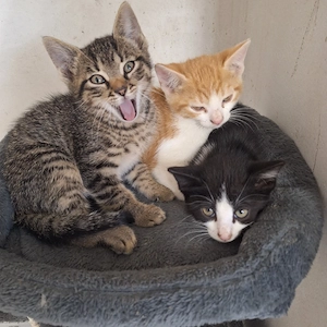 Kleine Katzen