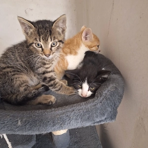 Babykatzen