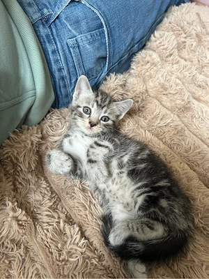 babykatzen kitten suchen Zuhause