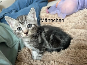 babykatzen kitten suchen Zuhause