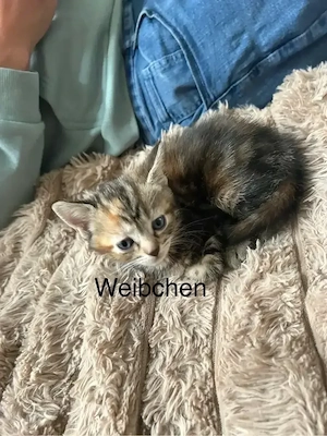 kitten Babykatzen abzugeben 