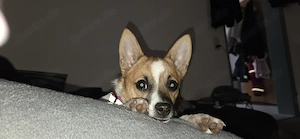  DRINGEND Neues Zuhause gesucht.10 Monate Chihuahua-Spitz-Russel-Mischling