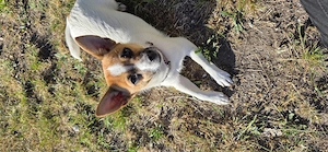 Dringend ein neues Zuhause gesucht