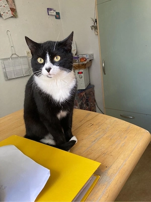 8 Monate junger Kater sucht Liebevolles Zuhause