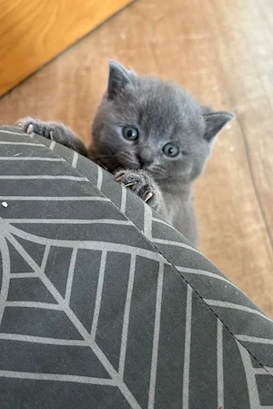 Bkh Kitten 
