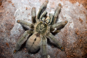 Vogelspinne abzugeben!
