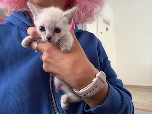Siam baby katzen mädchen