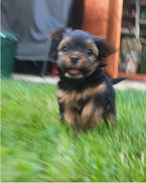 Yorkshire Terrier Welpe