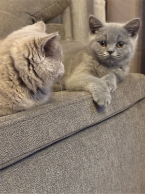 Britisch Kurzhaar Kater 