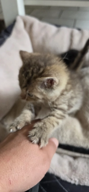katzenbabys suchen für immer Zuhause 