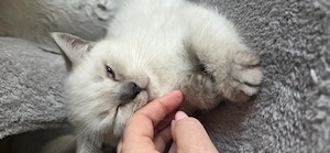 BKH kitten 