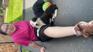Border Collie Welpen
