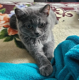 Süßes BKH-Mix Katzenmädchen sucht ein liebevolles Zuhause