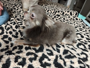 Mini Chihuahua rüde abzugeben 