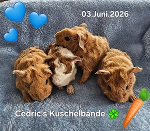 Bildhübsche Mädels, freche Buben und knuffige Kastrate 
