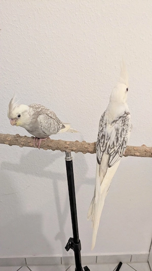 Handzahme Nymphensittich-Babys aus Hobbyzucht