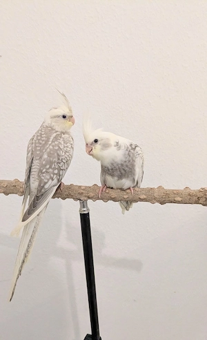 Handzahme Nymphensittich-Babys aus Hobbyzucht