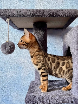 Bengalkitten (m w) aus liebevoller Hobbyzucht abzugeben