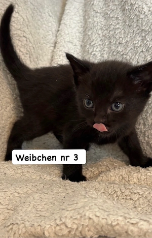 5 BKH mix suchen ein zuhause 