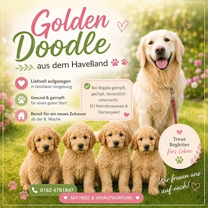Goldendoodle Welpen medium